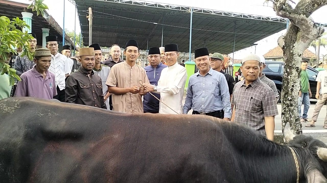 sapi_qurban1.jpg